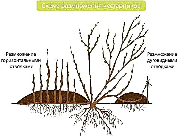 Hydrangea Bounty (Tree Bounty): plantación y cuidado, foto y descripción