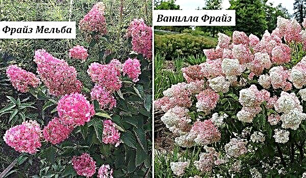 Hydrangea Fraise Melba (hydrangea paniculata Fraise Melba): الصورة والوصف وزراعة ورعاية الزهور ، مجموعة متنوعة في تصميم المناظر الطبيعية