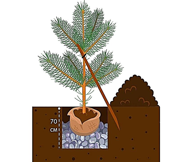 木の説明、種、植栽とケア、繁殖、ランドスケープデザイン