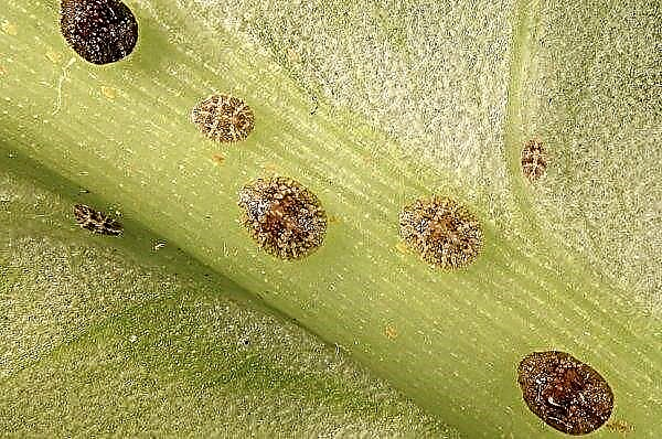 Warum Spathiphyllum-Blätter gelb werden - Gründe, was auf dem Foto zu tun ist