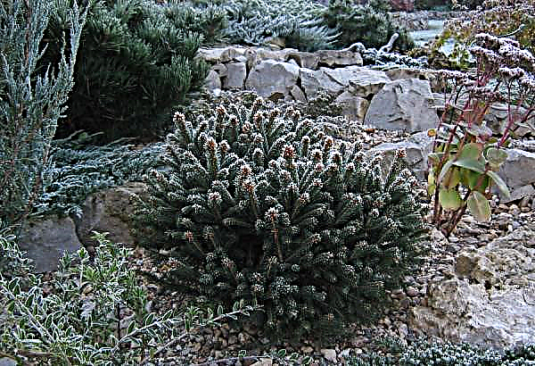 Black spruce Nana (Nana): beschrijving met foto, planten en verzorging, gebruik in landschapsontwerp