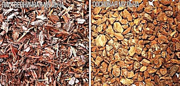 Mulch from the larch bark: the rules of mulching, how to use wood chips
