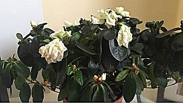 Propagation of azalea at home: the main methods, care for a houseplant, photo, video