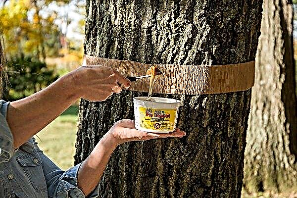 Hunting belt for fruit trees from pests