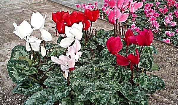Cyclamen transplant at home