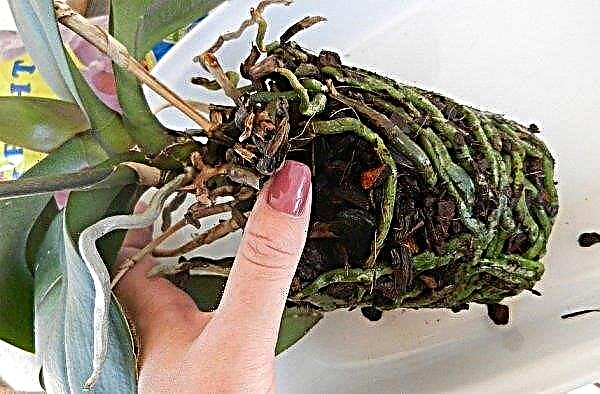 O valor das raízes saudáveis ​​para uma orquídea: o que fazer se as raízes apodrecerem, secarem ou mudarem de cor, raízes aéreas, fotos, vídeos