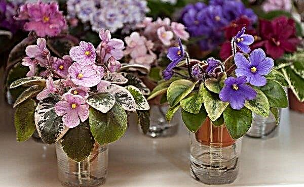 Why violets have withered leaves: reasons to save the plant, video