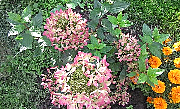 Hortensia de panícula Pastel Green: descripción con fotos, características de plantación y cuidado, Pastel Green en diseño de paisaje