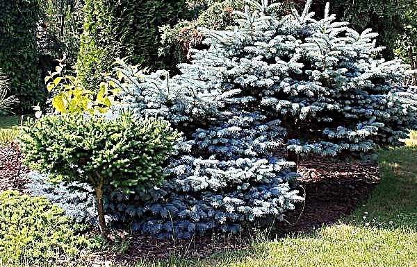 Spruce prickly Glauka Globosa (Picea pungens Glauca Globosa): use in landscape design, description with photo, planting and care