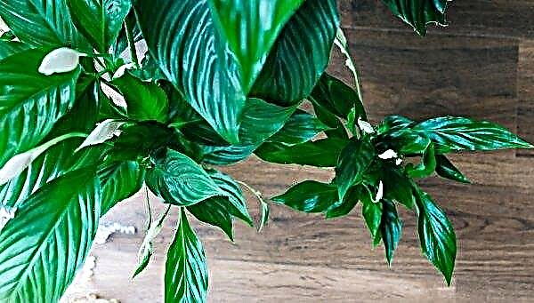 Why spathiphyllum does not bloom at home: what to do, proper plant care