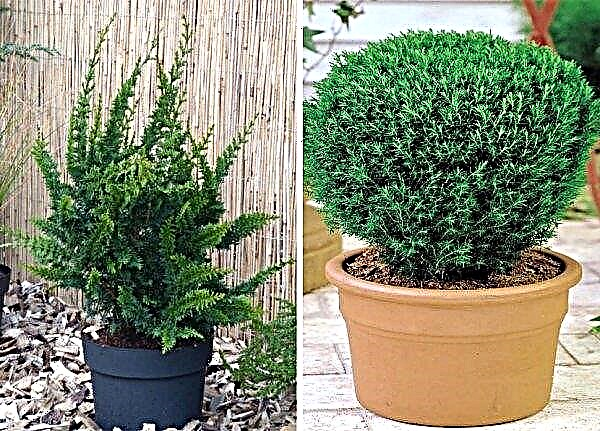 Stupid cypress Teddy Bear (Chamaecyparis obtusa Teddy Bear): description and photo, planting and care of the plant, use in landscape design