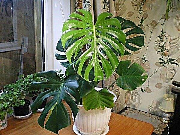 Care and reproduction of monstera at home: leaves, cuttings, photos, video