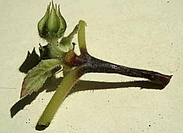 Wie man eine Rose aus Samen zu Hause züchtet: Grundregeln, Vor- und Nachteile des Anbaus, Fotos, Videos