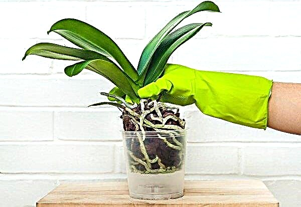 Nourrir les orchidées Phalaenopsis à la maison: à quelle fréquence et mieux, les règles de fabrication