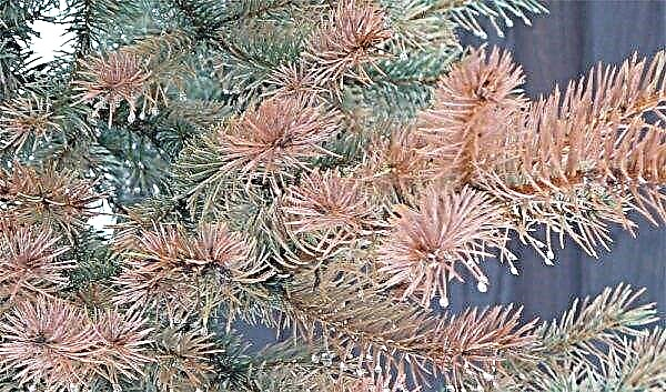 Picea abies Rydal (شجرة التنوب Rydal): الصورة والوصف وارتفاعها وصلابة الشتاء