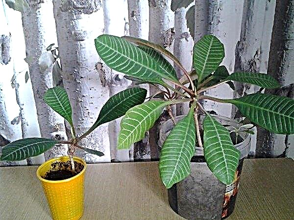 Euphorbia nervuré: soins à domicile, photo, reproduction