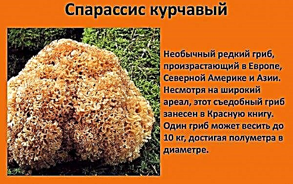 Curly sparassis (mushroom cabbage): description