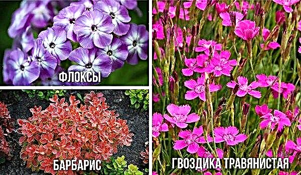 Juniper vanlig grønt teppe (grønn teppe): bruk i landskapsdesign, beskrivelse og foto, planting og stell
