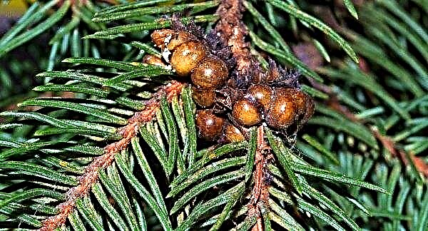 Spruce Konika: tree description, planting and care, landscape design, photo