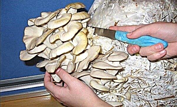 Cara menanam dan menanam jamur tiram di negara ini: di tas, di rumah kaca, di kebun
