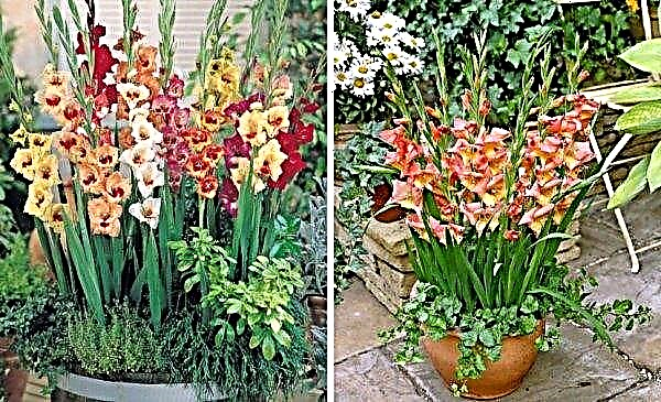 Potdi gladioli: fotogrāfijas, stādīšana un ziedu kopšana uz ielas un mājās, kā augt uz balkona