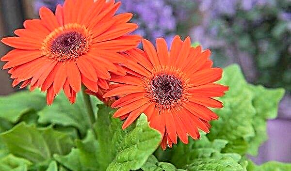 Gerbera: growing from seeds at home, care, photo