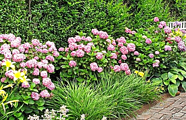 Grootbladige Hortensia Pepermunt (Pepermunt): rasbeschrijving met foto's, plant- en verzorgingskenmerken, winterhardheid
