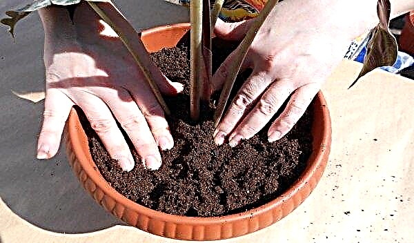 How to plant indoor flowers in a pot: methods and basic rules