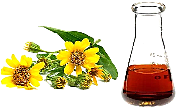 Applications of mountain arnica, healing and medicinal properties of herbs, indications and contraindications for use in traditional medicine