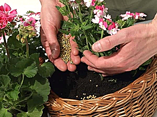 5 secrets de pelargonium luxuriant