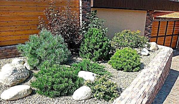 Fir subalpine Compact (Abies lasiocarpa Compacta): description and photo of a mountain tree, planting and care, use in landscape design