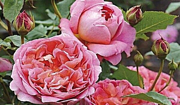 Angleške vrtnice - opis, najboljše sorte s fotografijami, sajenje in nega