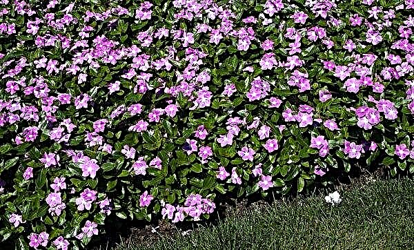 Periwinkle: planting and care in the open ground, use in landscaping, a photo, how to plant and when to plant a flower, growing and propagating