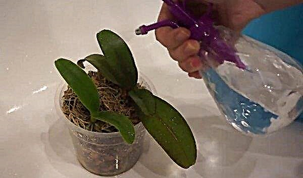 Comment arroser Phalaenopsis à la maison: combien de fois et à quelle fréquence, les règles de base de l'arrosage, photo