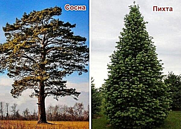 What is the difference between spruce and Christmas tree, these are different trees or not, how to distinguish, photo