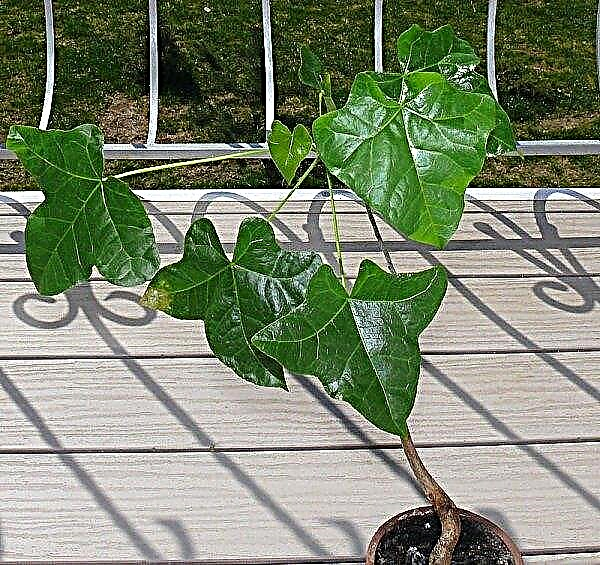 Brachychiton نبات داخلي: الصورة والوصف ، تنمو والرعاية في المنزل