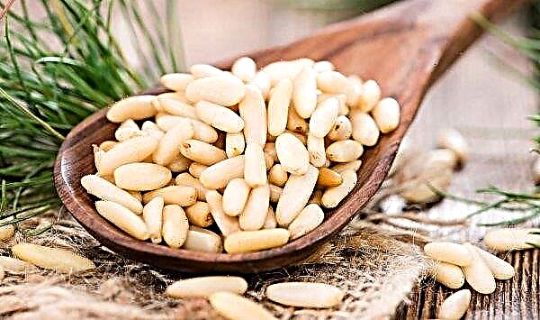 Pine nuts: benefits and harms for men, beneficial properties, how they affect potency