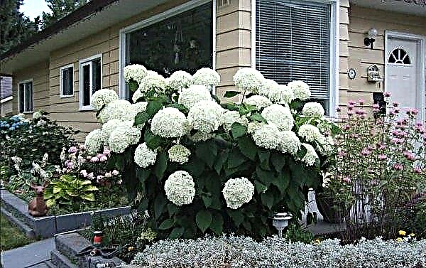How to shelter hydrangea for the winter: how to insulate and whether shelter is necessary for large-leafed, paniculate and tree-like hydrangeas in the Moscow Region, in the Urals
