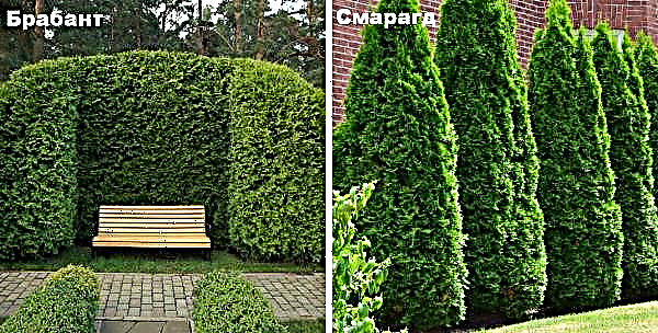 What is better Thuja Smaragd or Brabant, their differences with the photo, what is different and which one to choose