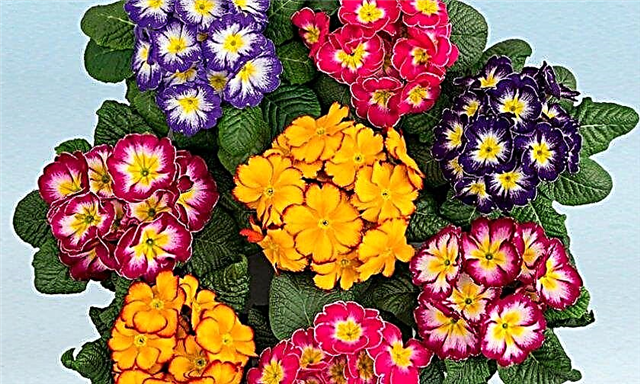 Vrste i sorte primroza s fotografijom i opisom, visoke i velike cvjetove, nazivi sorti: Siebold, Julia, japanska i obična