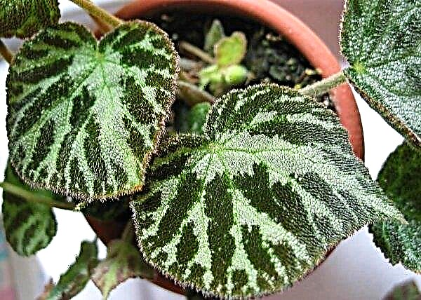 Imperial begonia: beschrijving en foto van een kamerplant, thuiszorg, kweekkenmerken