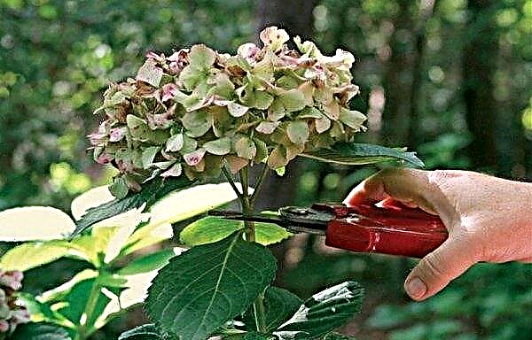 Pruning hydrangea: how and when the plant is pruned, depending on the region of the country