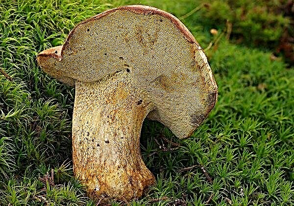 Gele champignonpaddestoel: foto en beschrijving, Yunkville-paddenstoel met gele spons