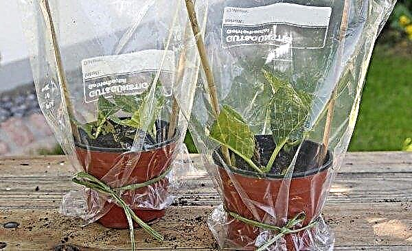 Hydratační hlíza (Hydrangea paniculata Polestar): popis odrůdy, výsadba a péče, foto