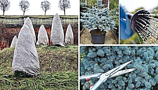 Spruce blue prickly Erich Fram (Picea pungens Erih Frahm): photos and description