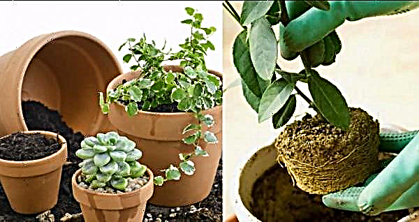 How to and when to transplant indoor plants