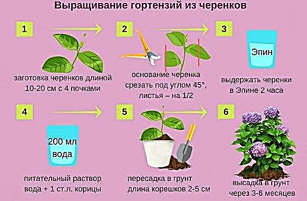 Panicle hortenzija Limelight: opis sorte, sadnja i njega na stabljici, primjena u pejzažnom dizajnu, fotografija