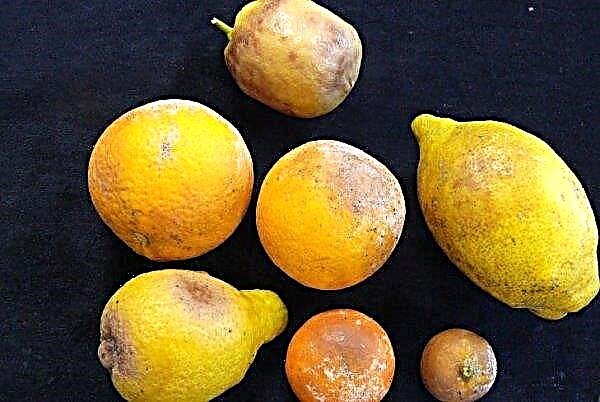Citrus indoor plants: species and their description, care and growing at home, photo, video