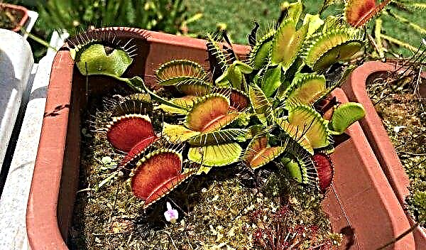 How to Grow Venus Flytrap Seeds at Home Care