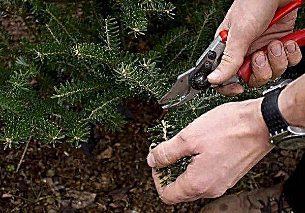 Picea abies Pusch (Spruce vulgaris Push): תמונה ותיאור, עץ חג המולד עם קונוסים ורודים וסגולים בעיצוב נוף
